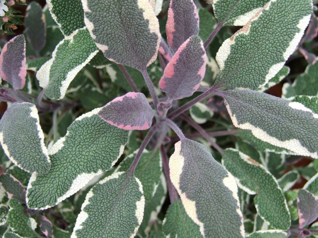 Sage with purple, white and green leaves 