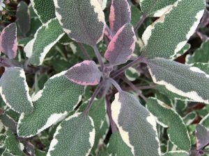 Stunning Ways to Growing Sage in Containers