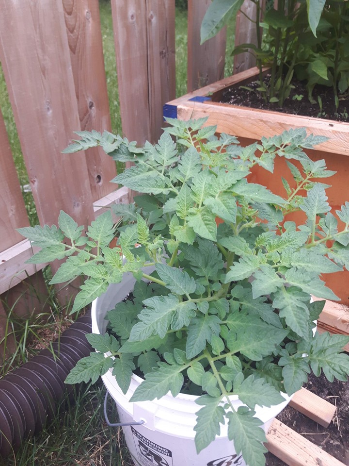 Growing Determinate Tomatoes A sauce tomato plant in container