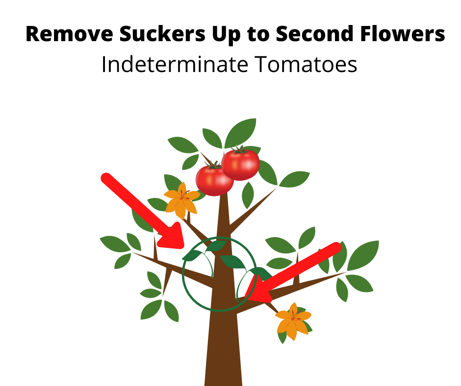 Removing suckers between the tomato branches