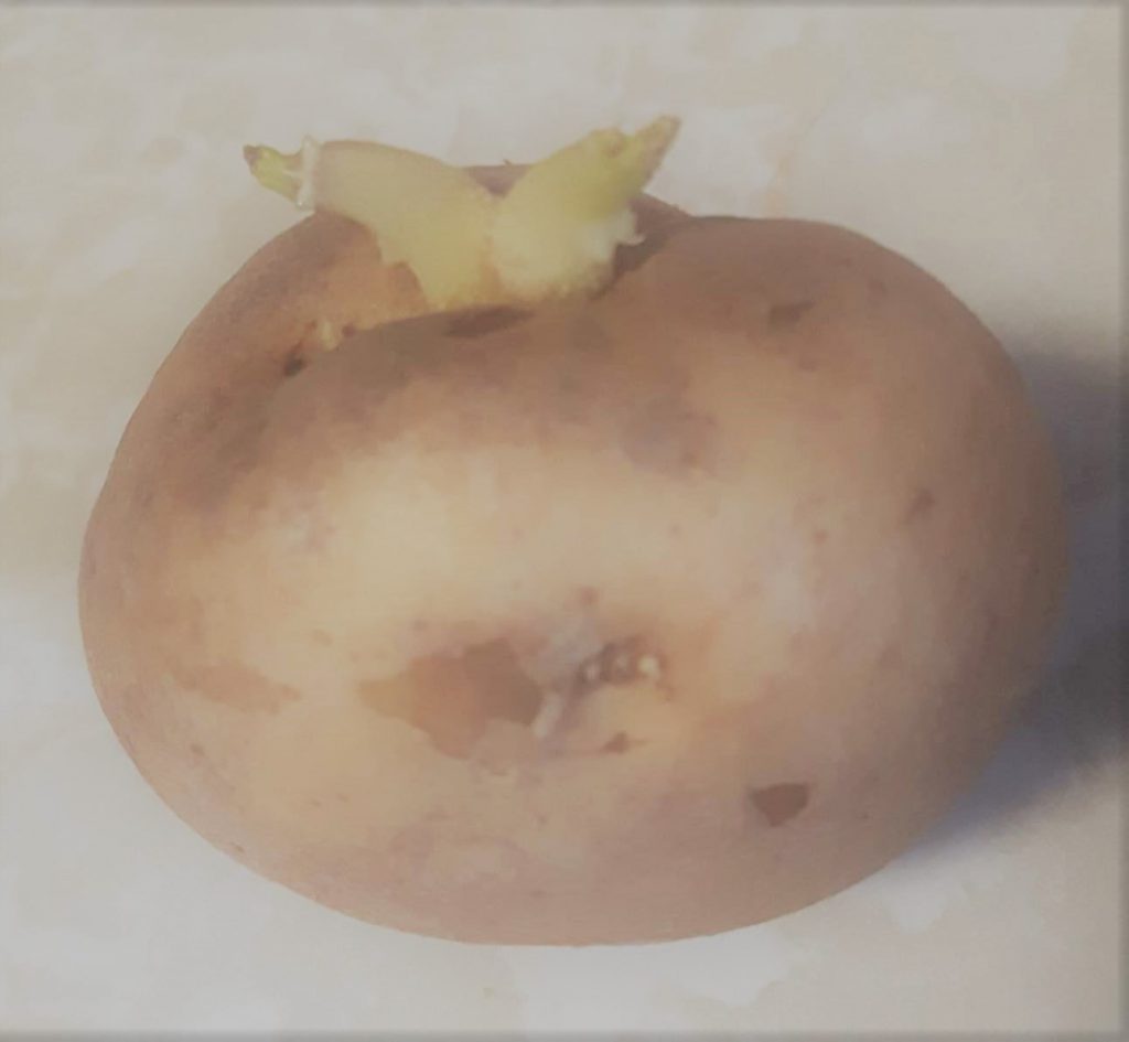 Potato Starting to seed 