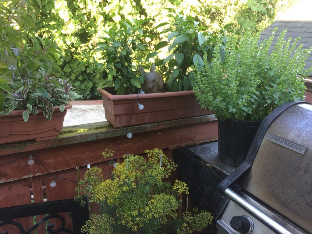 Basil flowering in pot on BBQ with Dill and other herbs in containers