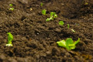 Reliable Potting Soil Mix You Can Make Yourself