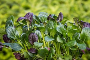 The Best Way To Grow Spinach In Containers