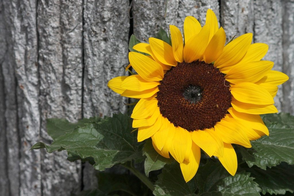 Sunflower for Companion Planting