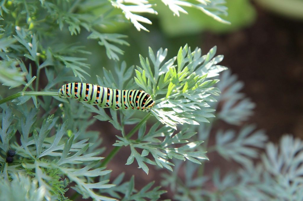 Swallow tail caterpillar on Parsley plant 