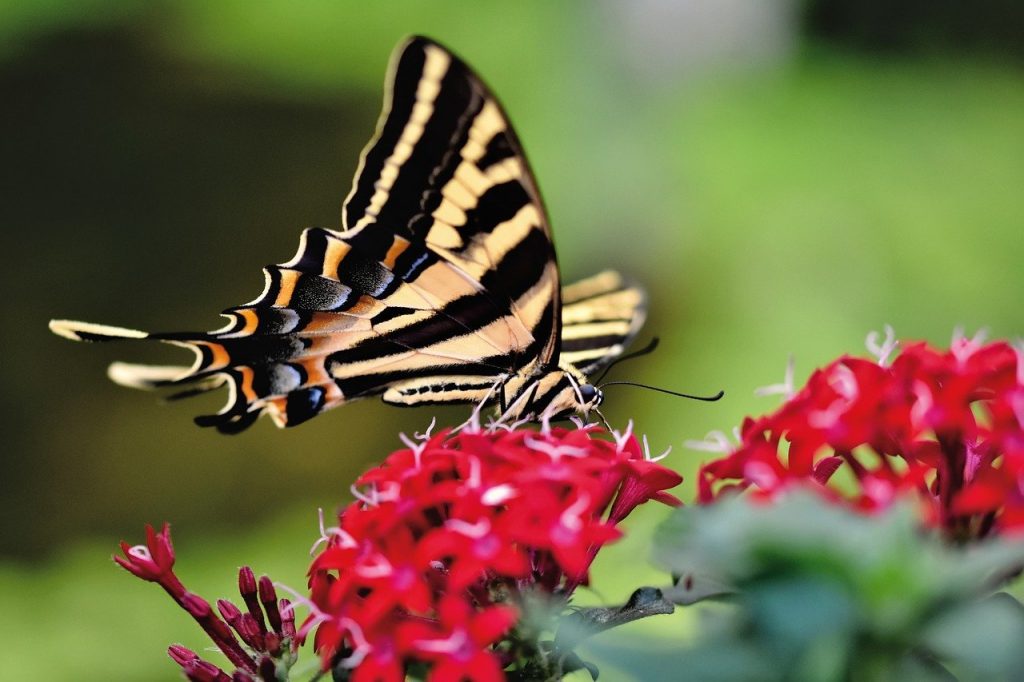 Butterfly on red flowers 