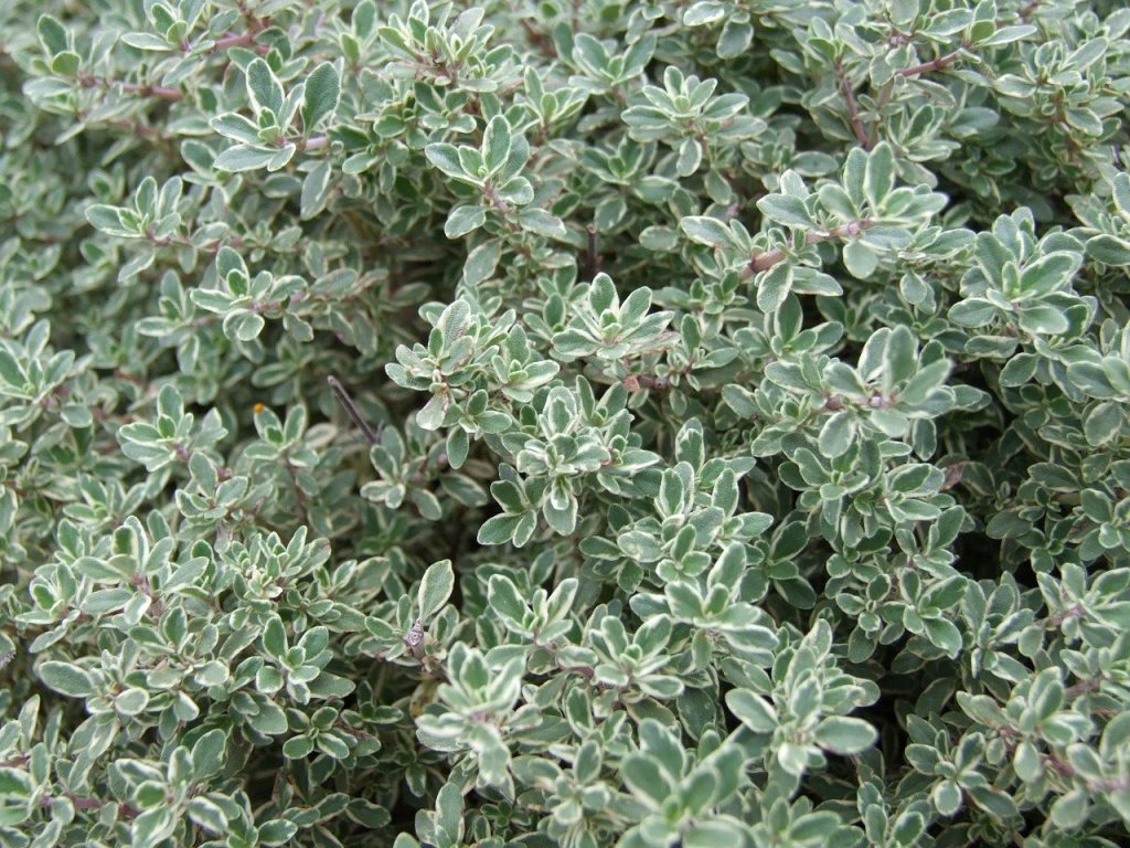 Thyme plant with green and white leaves
