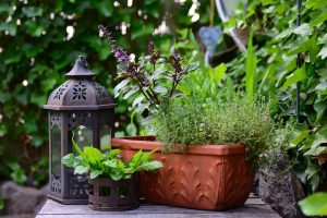 The Best Way To Grow Thyme In Containers