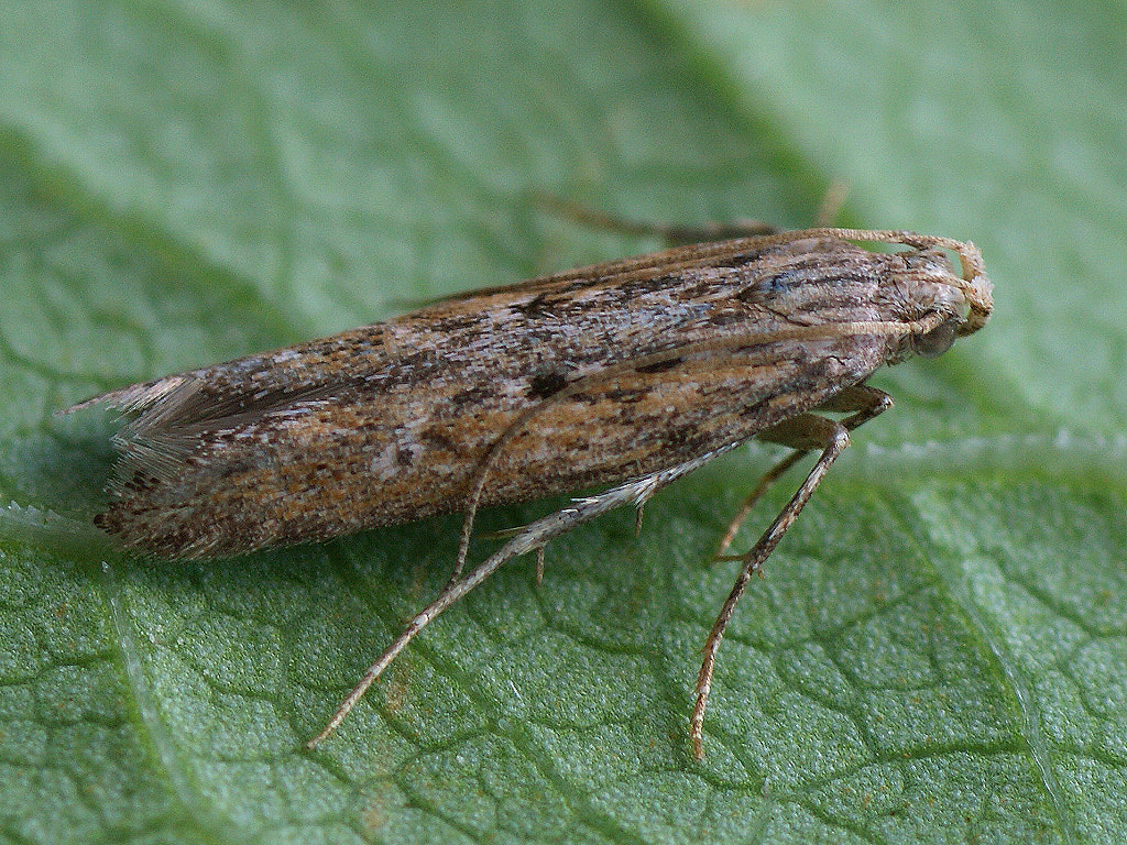 Rubber tuber moth on leaf 