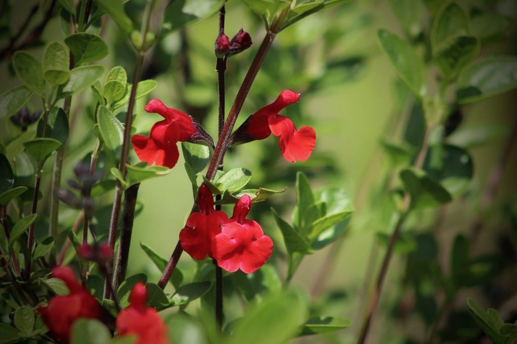 Ornamental Sage with red flowers blooming 