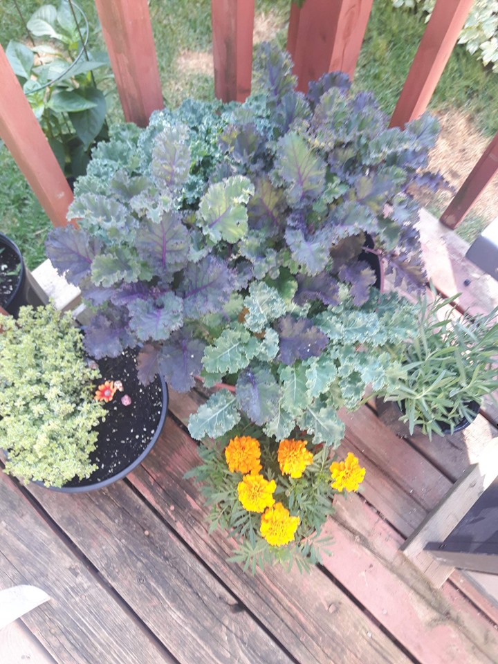 Kale growing in a container on balcony with thyme and marigolds