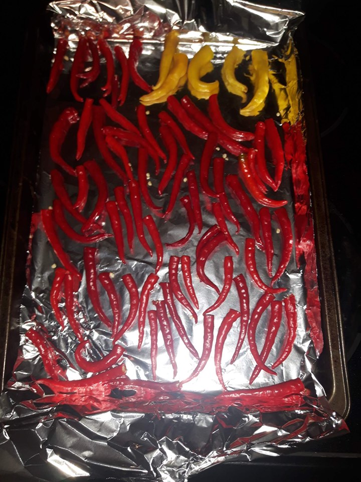 fresh cayenne's on tin foil and cookie sheet drying 