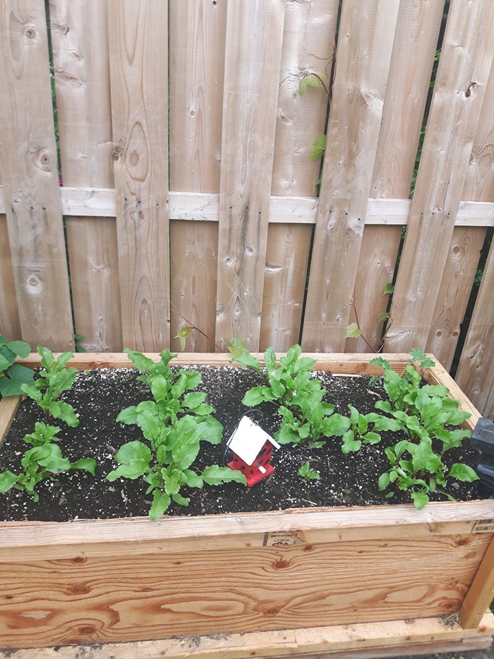 Beet seedlings growing in wooden container 