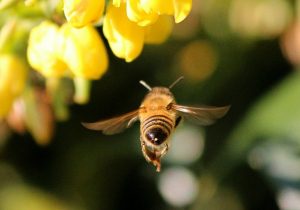 How to Attract Bees to Your Container Garden