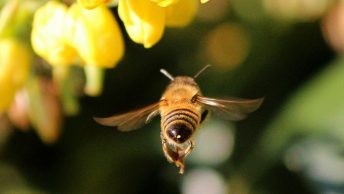 bee flying toward a flower close up