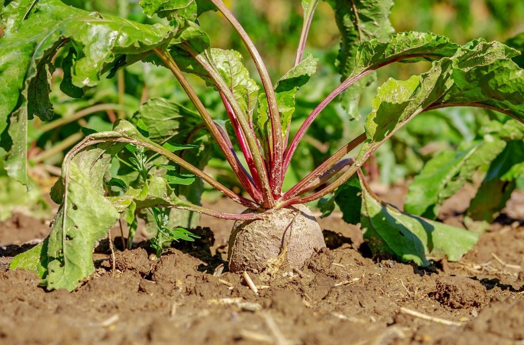 beets growing in soil 