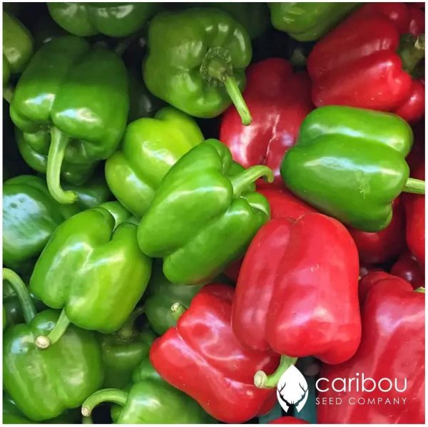 CARIBOU SEED COMPANY: 'California Wonder' Bell Pepper/Capsicum 30-40 Seeds - Organic & Heirloom Variety