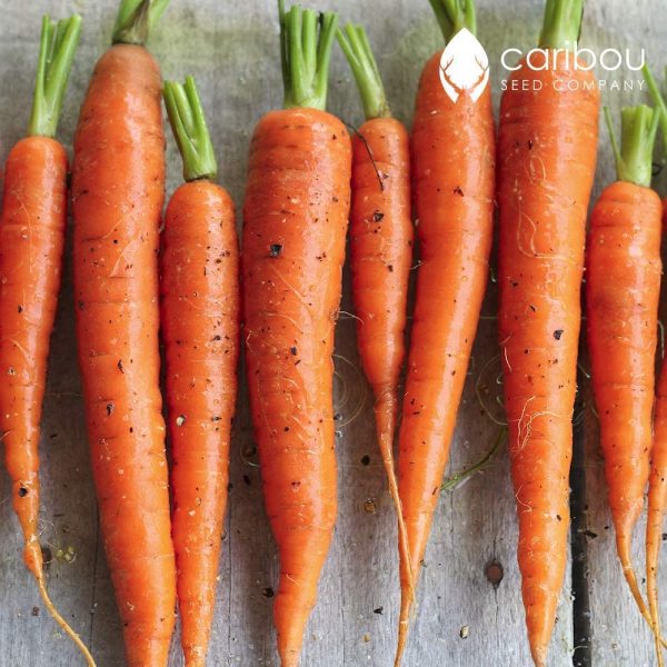Caribou Seed Company: Organic Carrot *50 Seeds* Fresh Heirloom Seed - Canadian Seed