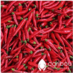Caribou Seed Company: RED Cayenne Pepper *40-50 Seeds* Fresh, Heirloom & Organic - Canadian Seed