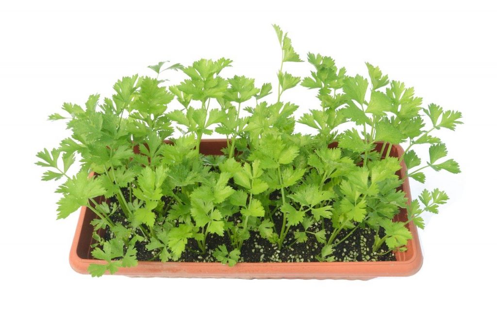 Growing Celery in a long planter