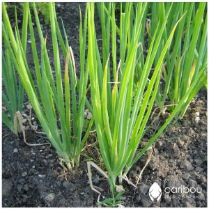 Caribou Seed Company: Organic Garlic Chives - 100+ Seeds - Fresh, Easy to Grow, Canadian Herb Seed