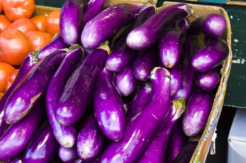 very bright purple Chinese eggplant harvested lots of them in a basket