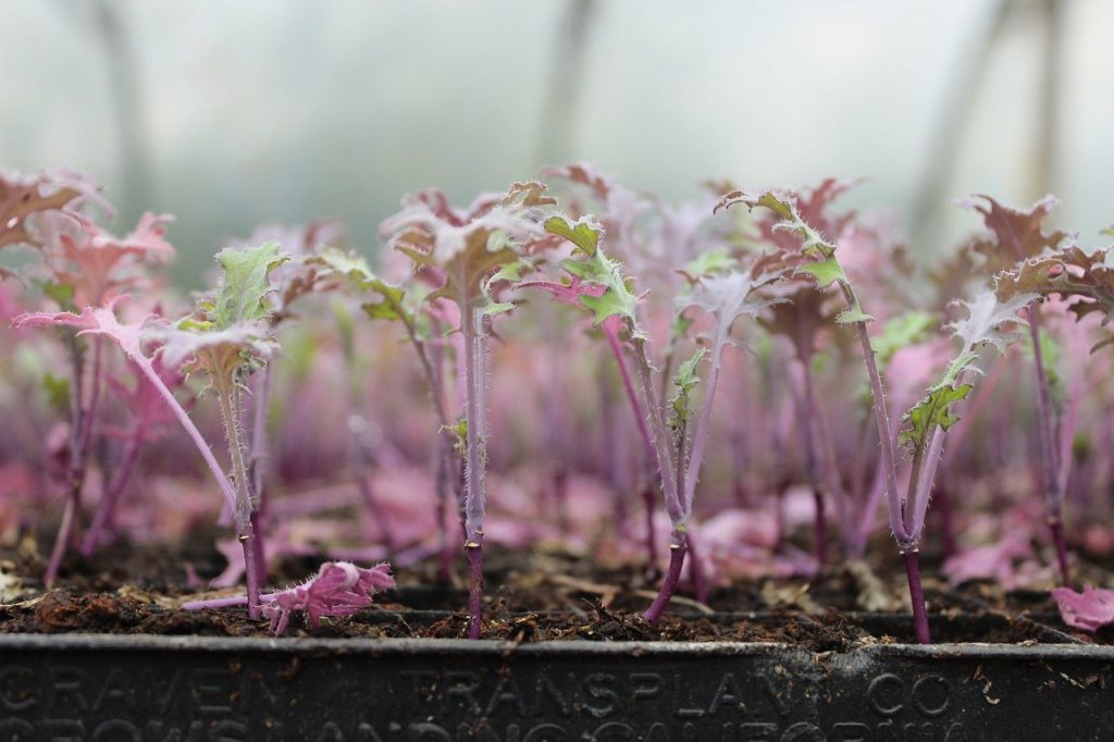 Kale seedlings growing in a tray 