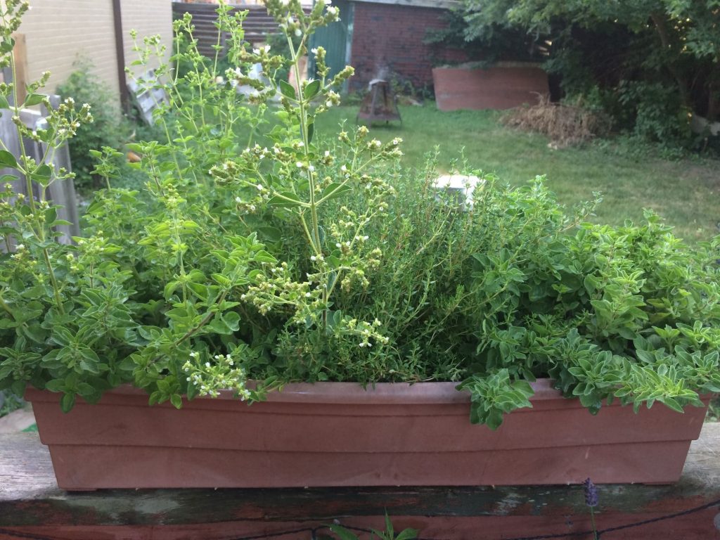 Over grown thyme plant in container starting to flower 