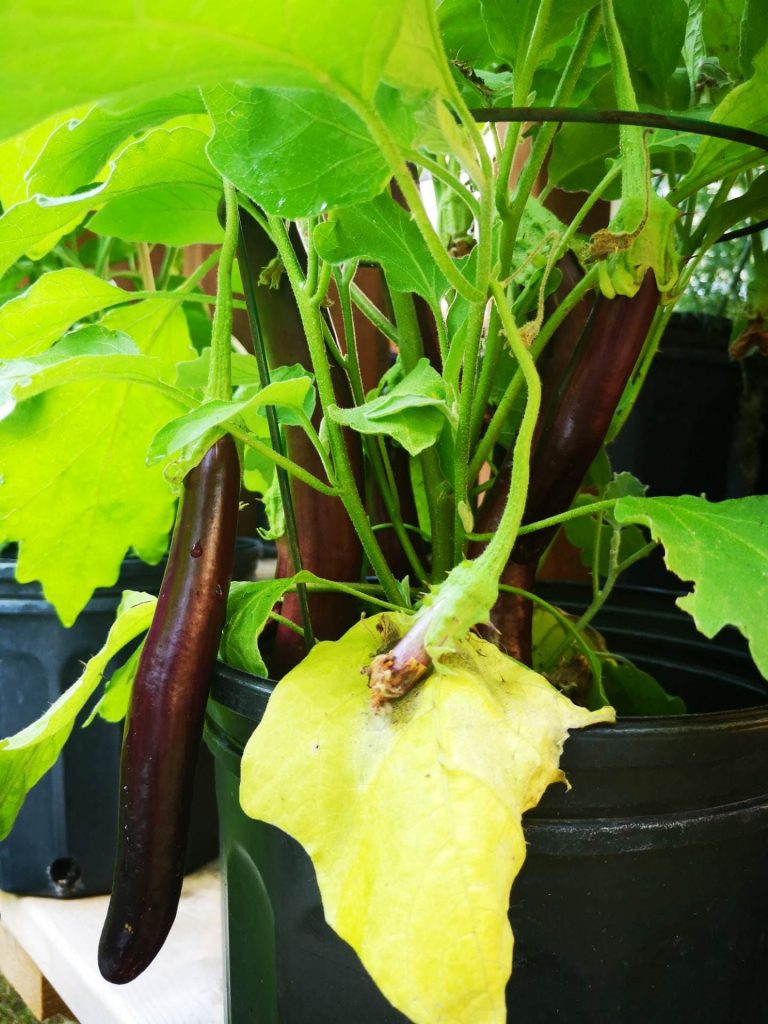 Chinese Eggplant growing in a container 