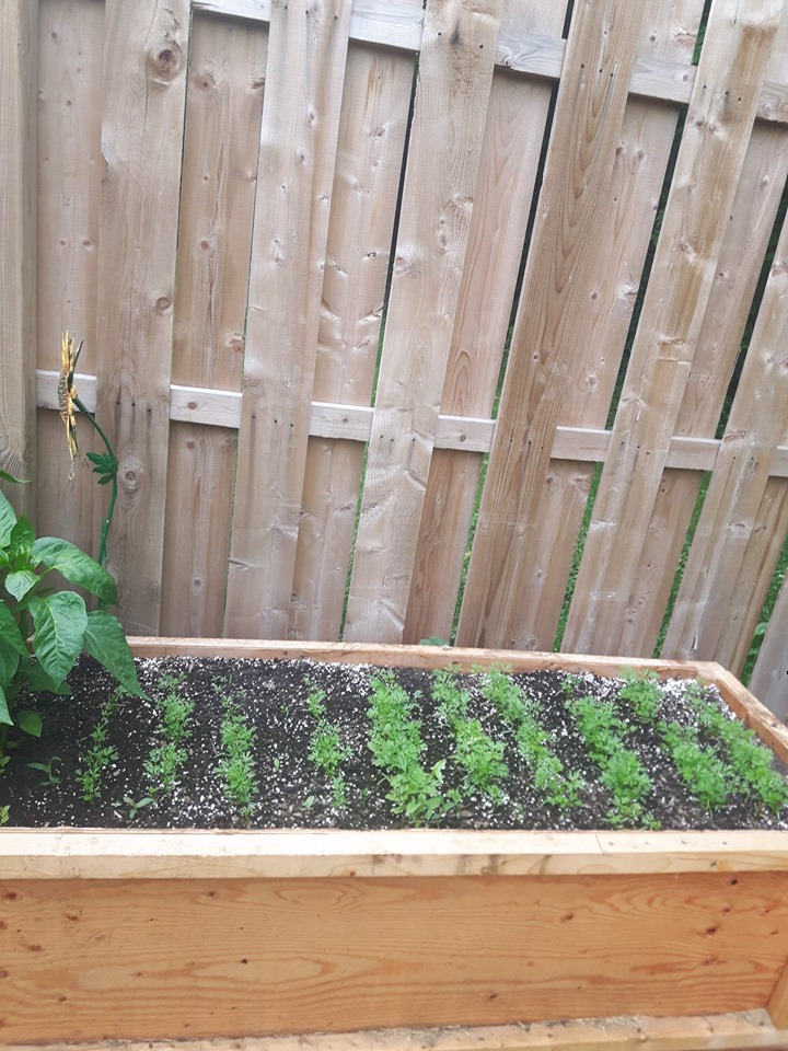 Planting carrots in containers new seedlings