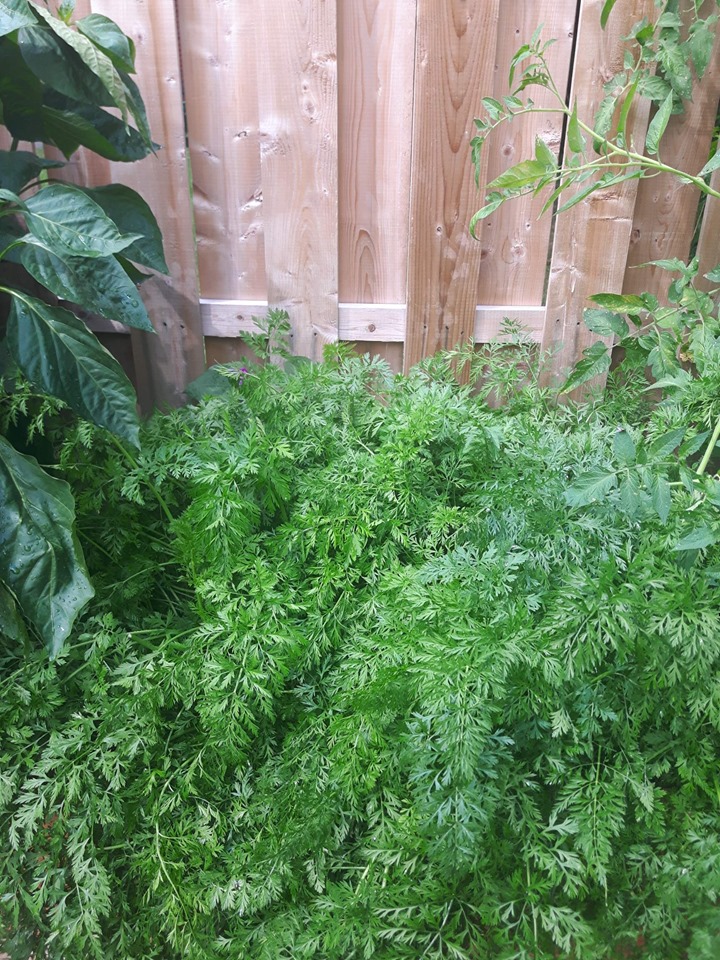 Rainbow carrot tops in container growing 