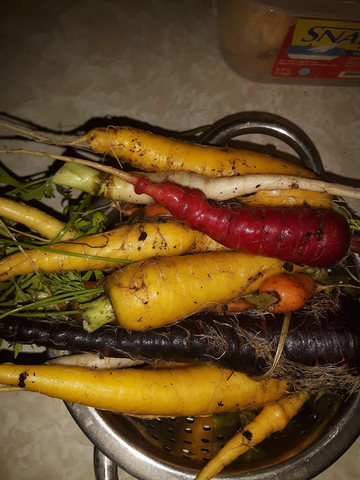 freshly harvested rainbow carrots in a strainer