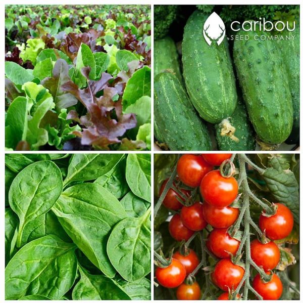 Summer Salad Garden by Caribou Seed Company - Canadian Seed Kit - 4 Vegetables