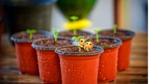 Easy Seed Starting Guide for Container Gardening