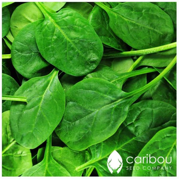 Caribou Seed Company: 'Mouflon" Spinach *40-50 Seeds* Fresh Heirloom & Organic Seed - Canadian Seed