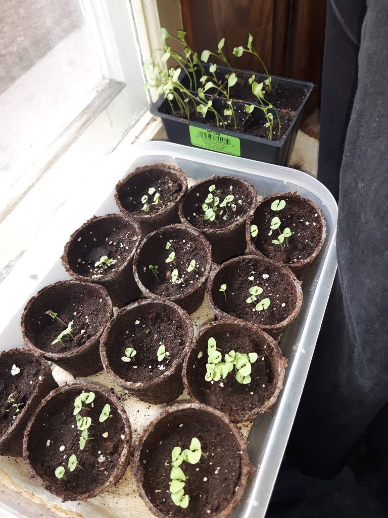 mammoth basil starting to sprout from seedlings