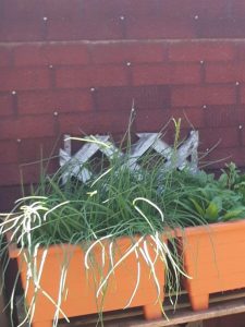 Green onions in containers